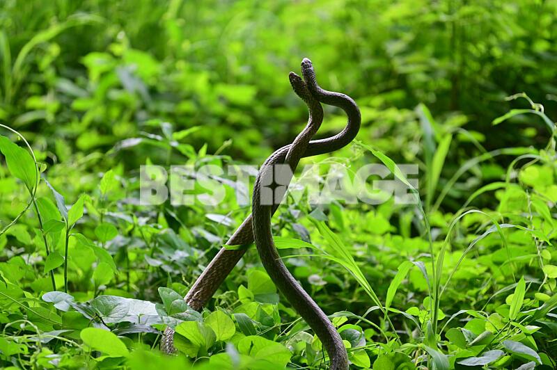 Illustrations d'une parade nuptiale entre deux cobras au parc Chandrashekhar Azad à Prayagraj en Inde